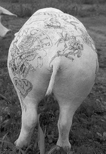 Вим Дельвуа - Свиньи, гравировка по шкуре, 1994-97